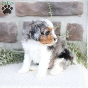 Baylor, Cavapoo Puppy
